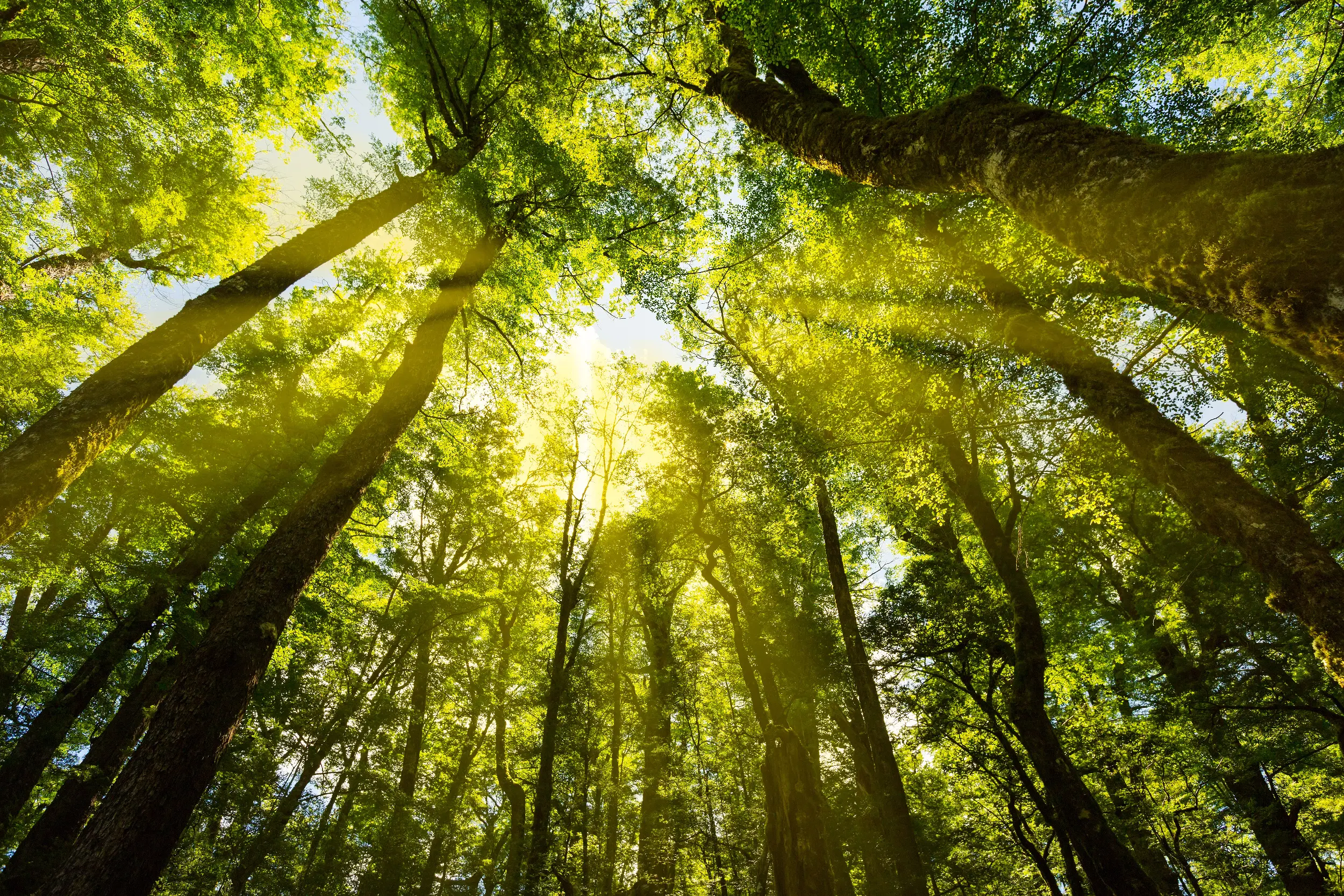 under the canopy wellbeing