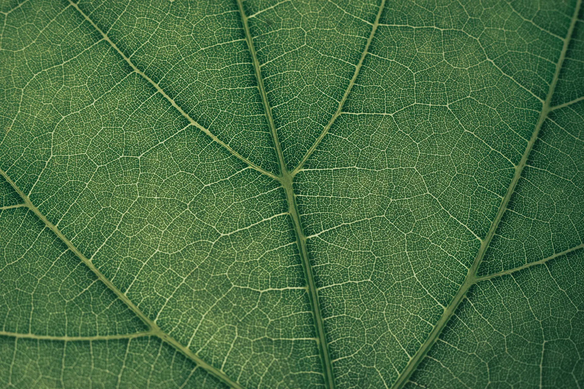 AdobeStock 371929174 copy