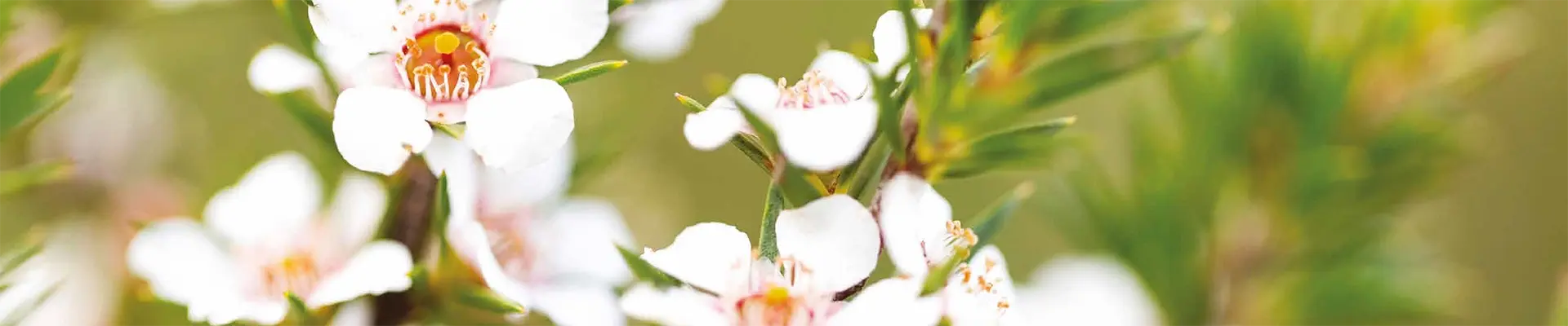 faqsbanner